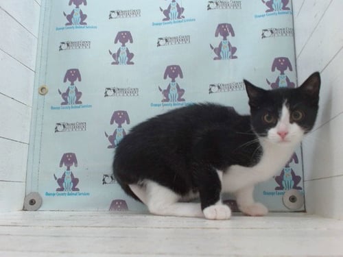 SEYMOUR - Domestic Short Hair available for adoption