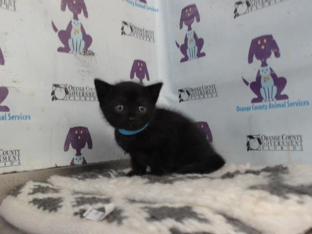 *CASHEW - Domestic Short Hair available for adoption