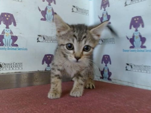 *CHEEZIT - Domestic Short Hair available for adoption