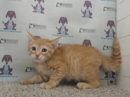 *CHESS - Domestic Short Hair available for adoption