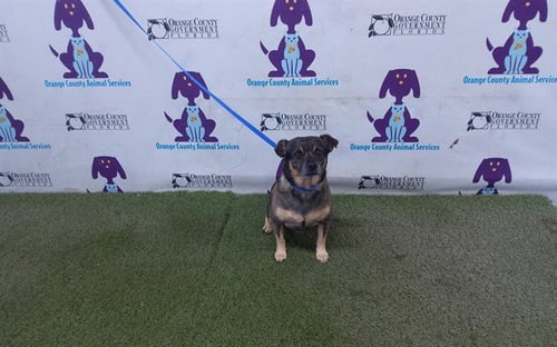 *ROBERTO - Chihuahua available for adoption