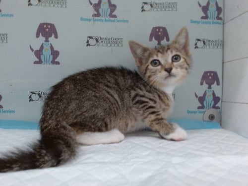 *POLKA DOT - Domestic Short Hair available for adoption