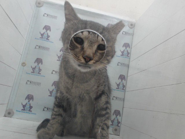 *SWEETBOY Image