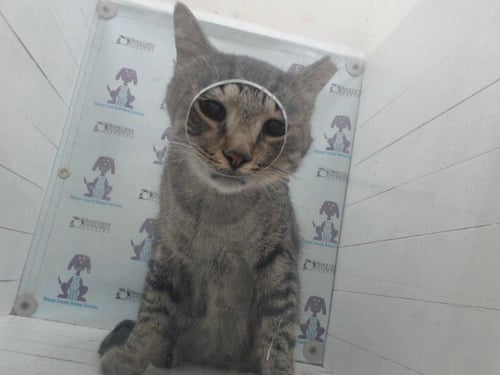 *SWEETBOY - Domestic Short Hair available for adoption