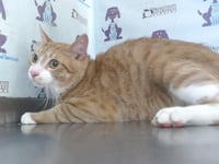 CHEDDAR - Photo 1
