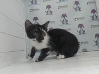 *FIDO - Photo 1