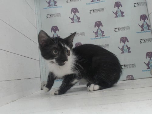 *FIDO - Domestic Short Hair available for adoption