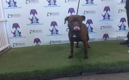 LUCKY - Pit Bull Terrier / Plott Hound available for adoption