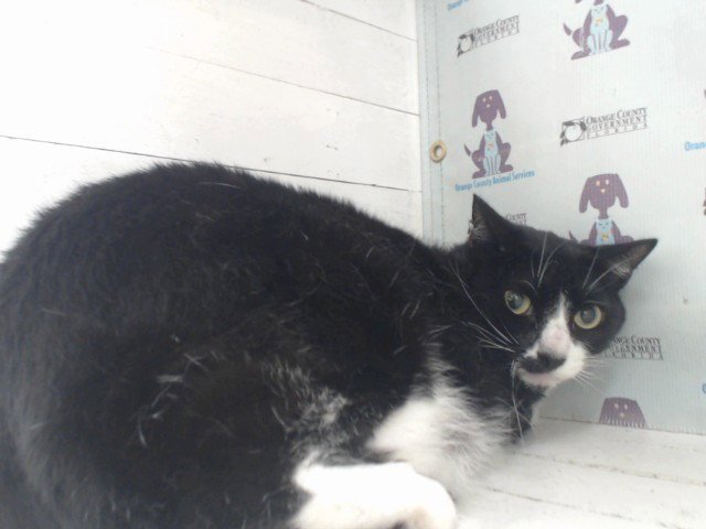 ROMEO Image