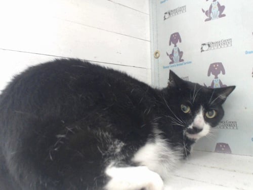 ROMEO - Domestic Short Hair available for adoption