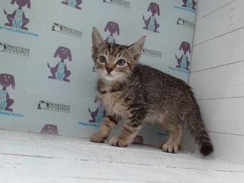 *SNICKERS - Domestic Short Hair available for adoption