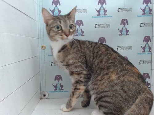 LUCKY - Domestic Short Hair available for adoption