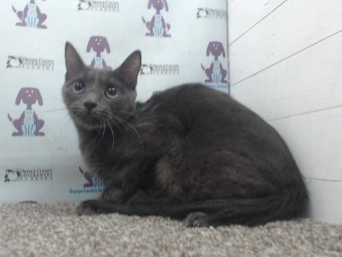 A599674 - Domestic Short Hair available for adoption