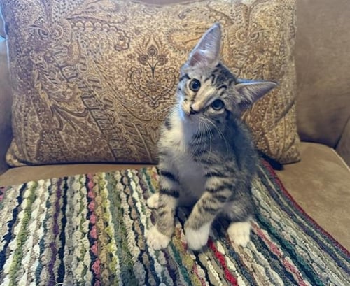 MOE - Domestic Short Hair available for adoption