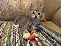 CUTIE - Photo 1