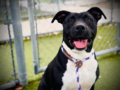 MORTICIA - Pit Bull Terrier available for adoption