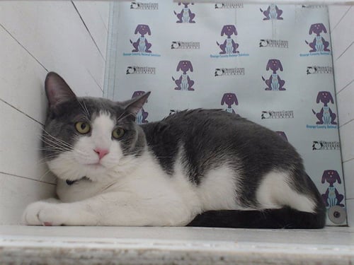 JIMMY - Domestic Short Hair available for adoption
