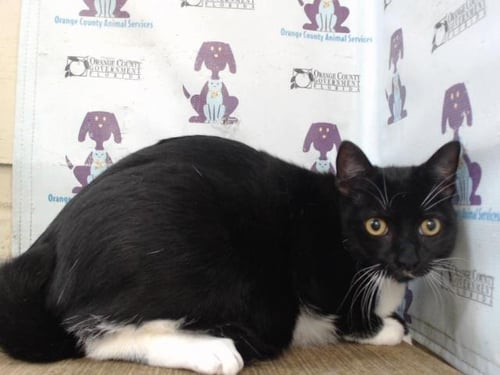 *KATE - Domestic Short Hair available for adoption