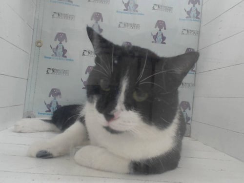 *ECLIPSE - Domestic Short Hair available for adoption