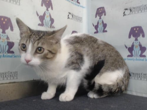 BABY - Domestic Short Hair available for adoption