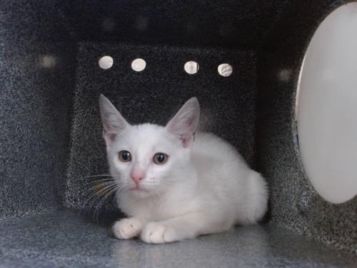 A604402 - Domestic Short Hair available for adoption