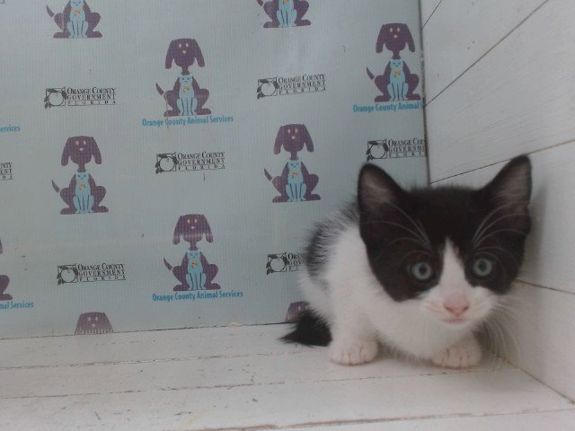 SOPHIE Image