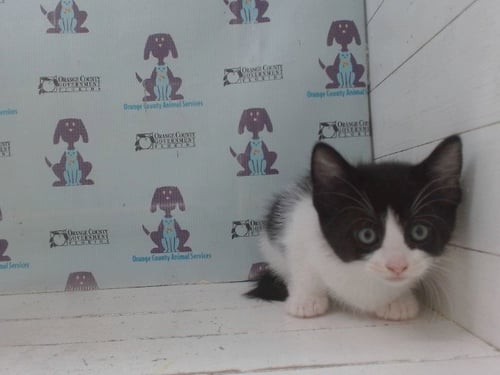 SOPHIE - Domestic Short Hair available for adoption