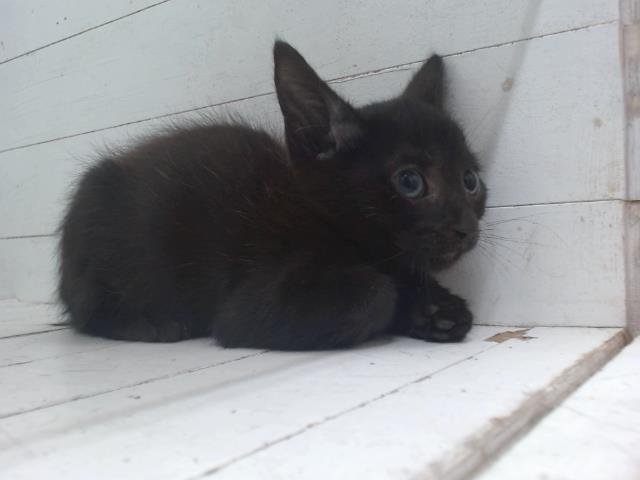 KURO Image