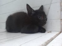 KURO - Photo 1