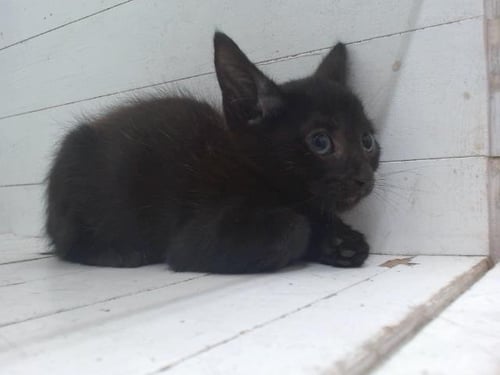 KURO - Domestic Short Hair available for adoption