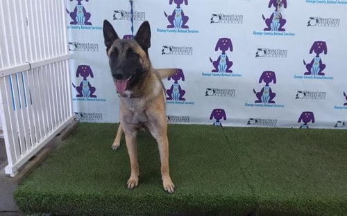POOKA - Belgian Shepherd Malinois available for adoption