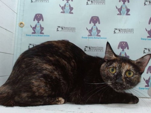 COCO - Domestic Short Hair for adoption in Orlando