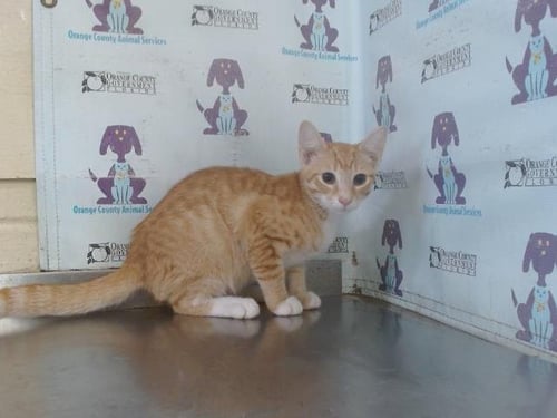 *APOLLO - Domestic Short Hair for adoption in Orlando