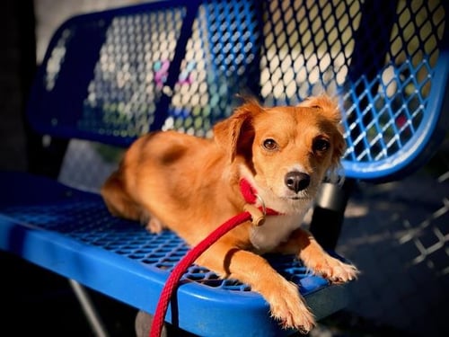 GIGI - Chihuahua available for adoption