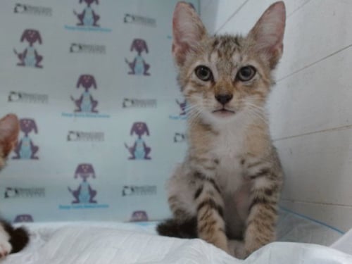 *KYLE - Domestic Short Hair available for adoption