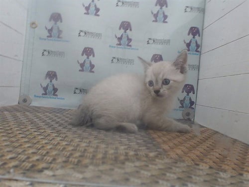 A593121 - Domestic Short Hair available for adoption