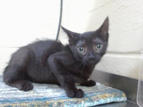 NEO - Domestic Short Hair available for adoption