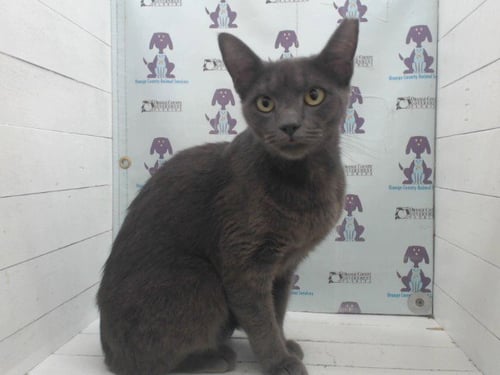 WILLOW - Domestic Short Hair available for adoption