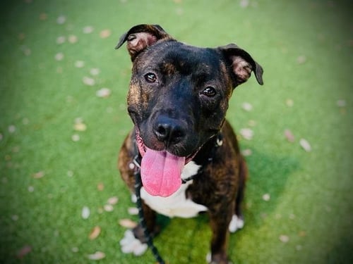 *TROUT - Pit Bull Terrier available for adoption