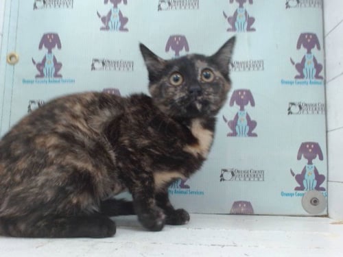 *AROWANA - Domestic Short Hair available for adoption
