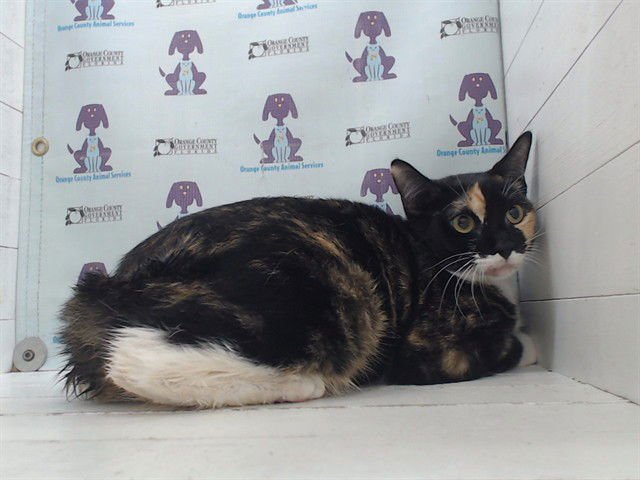 CALI - Domestic Short Hair available for adoption