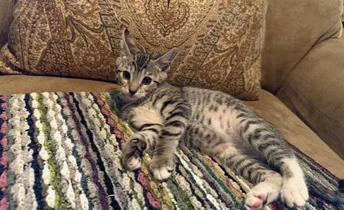 LARRY - Domestic Short Hair available for adoption