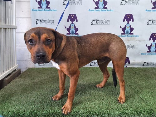 A599586 - Pit Bull Terrier available for adoption