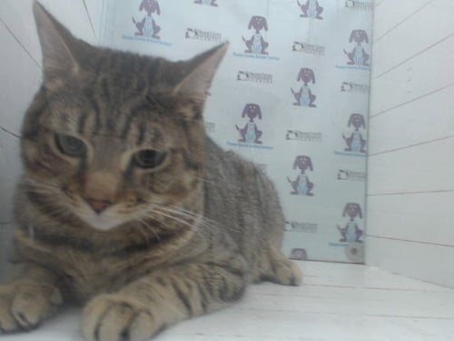 HARRY - Domestic Short Hair available for adoption