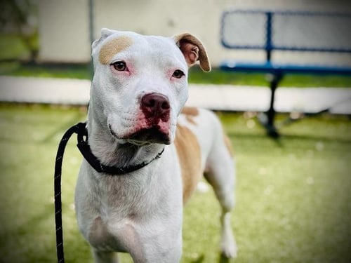 SNOW - Pit Bull Terrier / Pointer available for adoption