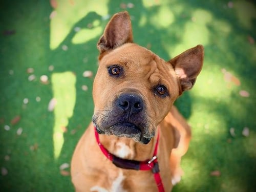 KAYDEN - Pit Bull Terrier available for adoption
