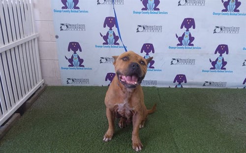 KAYDEN - Pit Bull Terrier available for adoption