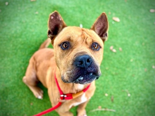 KAYDEN - Pit Bull Terrier for adoption in Orlando