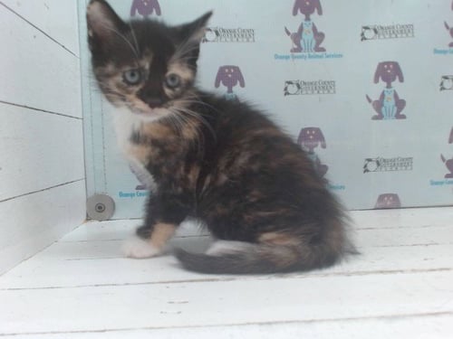 *AQUARIUS - Domestic Short Hair available for adoption