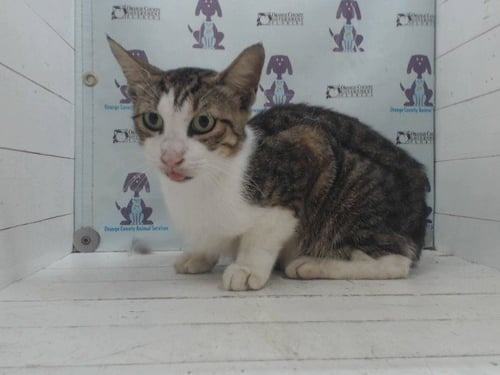 *APPLEJACK - Domestic Short Hair available for adoption